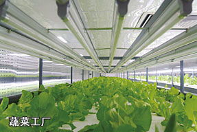 中國(guó)農(nóng)科院成功研制出國(guó)內(nèi)第一例智能植物工廠