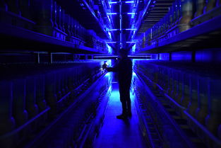 金針菇送來致富金 生物科技引領(lǐng)農(nóng)業(yè)新變革